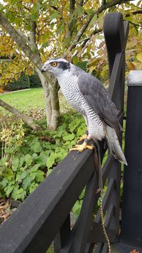 Krystal - male Goshawk