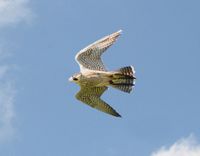 SEFG's Hybrid Falcon