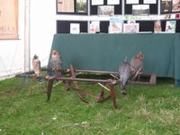 Falcons on cadge ready for the next display
