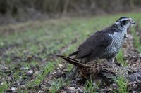 Dean White's male Goshawk after a successful flight