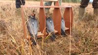 Falcons on small cadge, Snipe hawking - Sneem Ireland